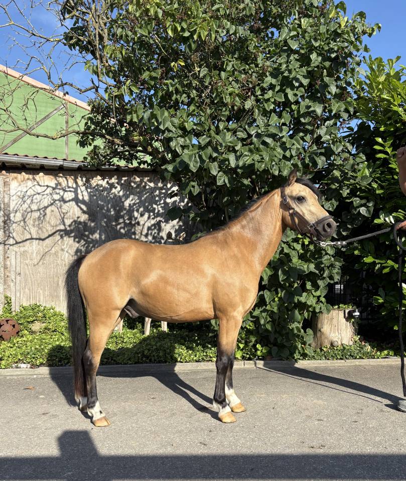 Poney B - Welsh 