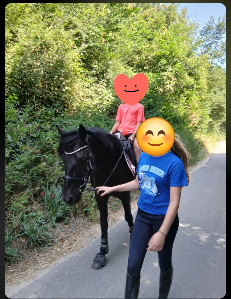 JUMENT -6 ans
