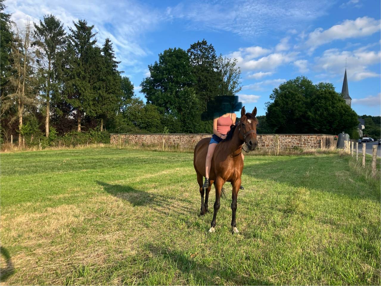 Jument de loisir 14ans , 145 cm .