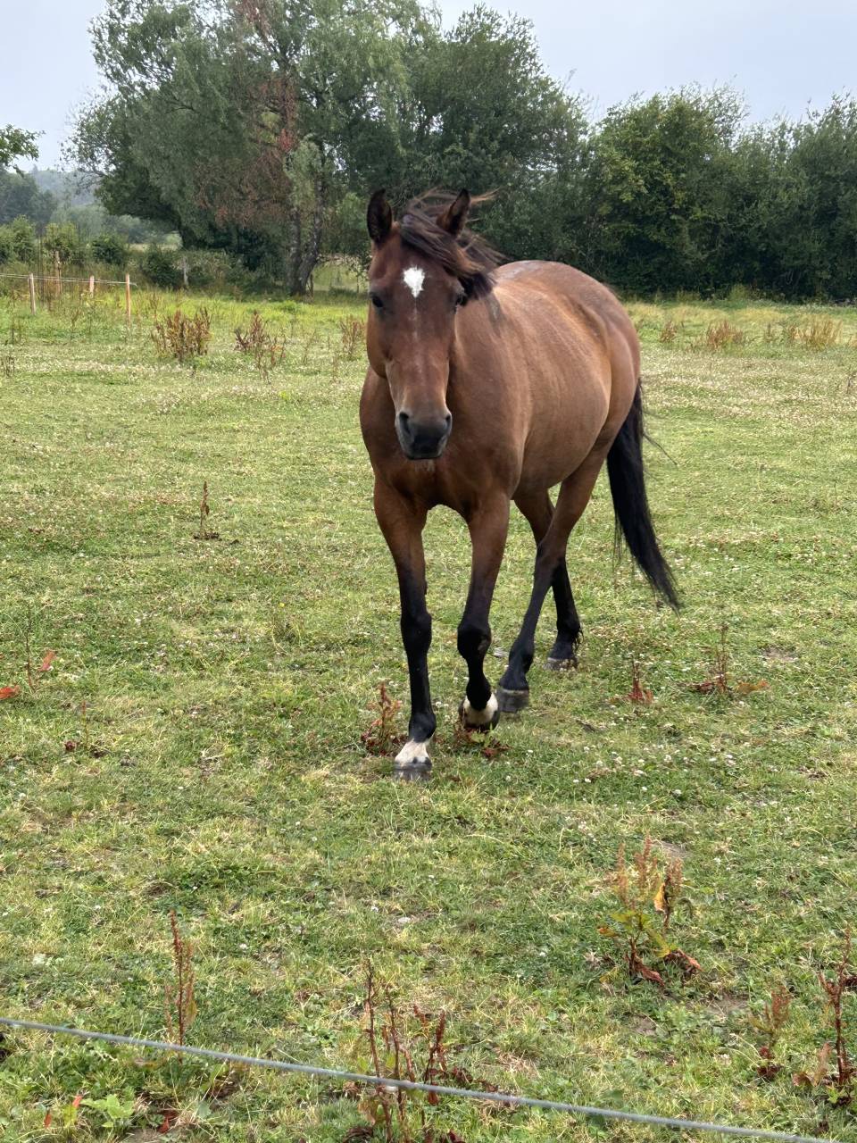 Jument de loisir 14ans , 145 cm .