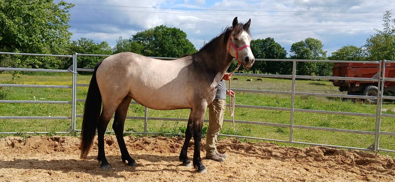 Olwen du Montm&eacute;lian - Ponette Connemara de 2 ans 