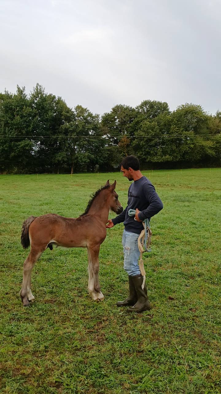 Peanuts de Puisaye -m&acirc;le Welsh Cob 1 an