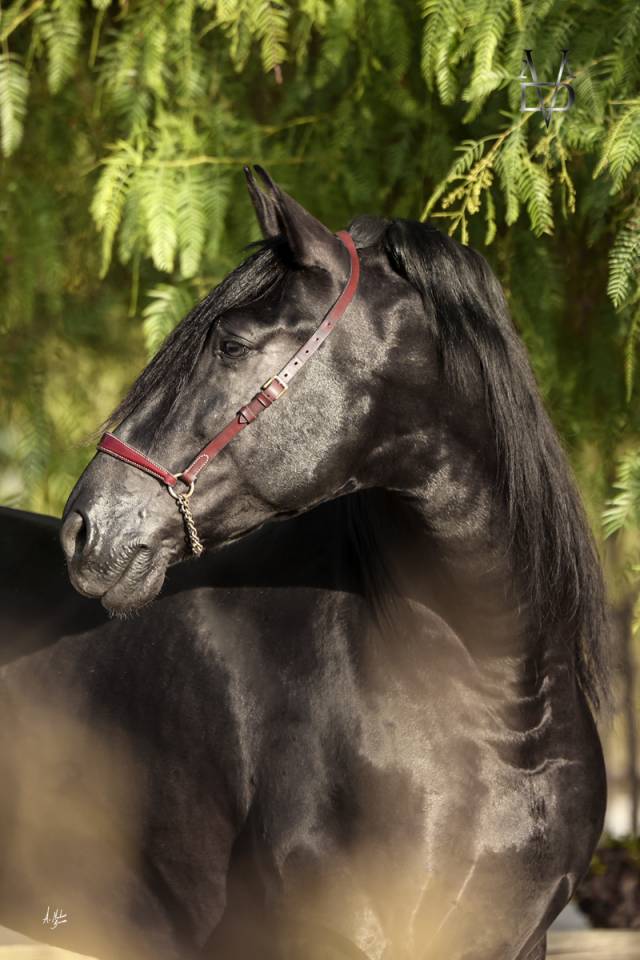 Jument Pure Race Espagnole isabelle perle gestante
