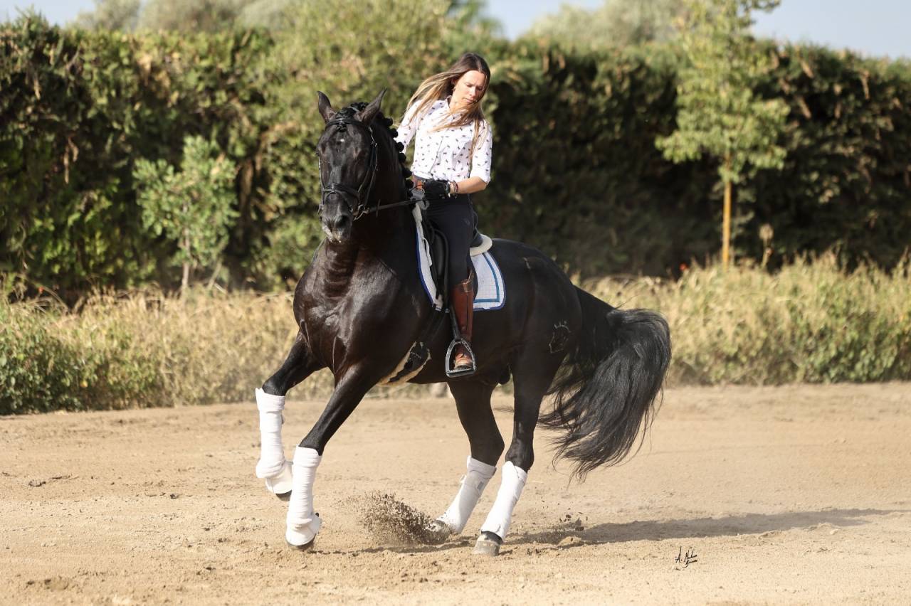 Jument Pure Race Espagnole isabelle perle gestante