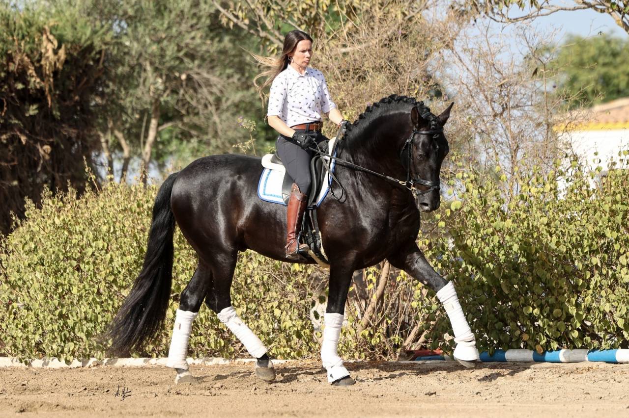 Jument Pure Race Espagnole isabelle perle gestante