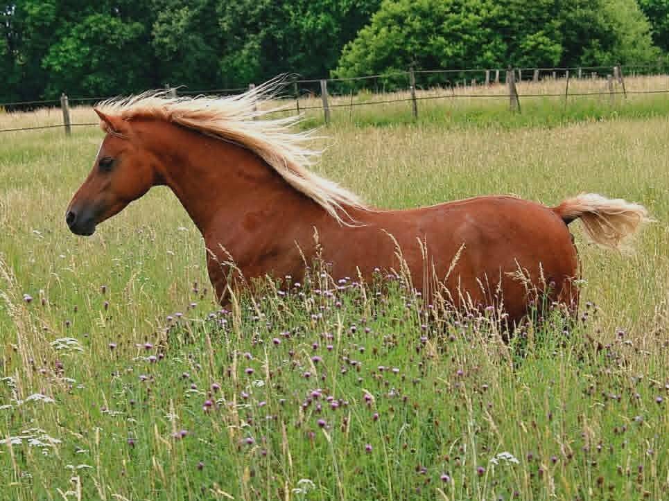 Poulini&egrave;re Welsh B pleine de KZAR DE REVE SEMILLY