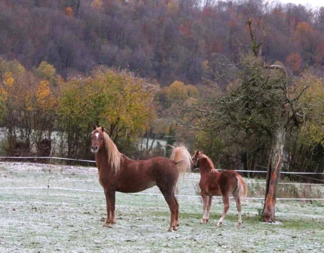 Poulini&egrave;re Welsh B pleine de KZAR DE REVE SEMILLY