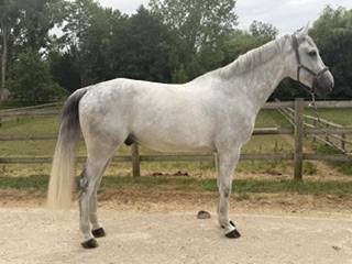 8 ANS MAGNIFIQUE 1,76M pou Pro ou petit niveau aussi