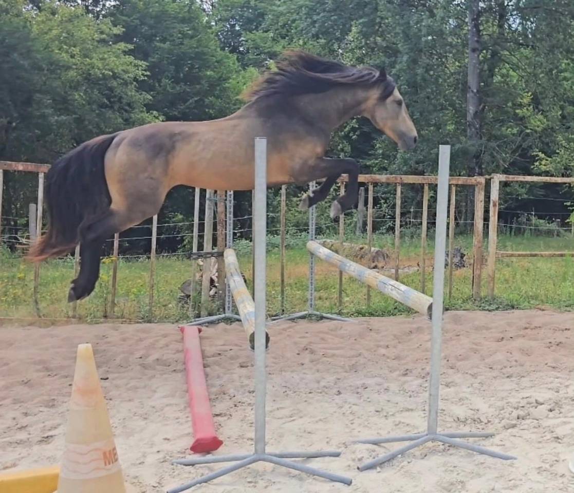 Etalon Connemara 4 ans Buckskin pour reproduction