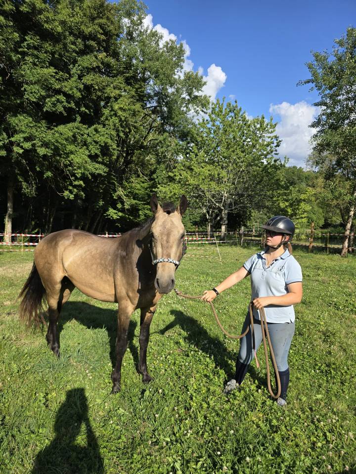Etalon Connemara 4 ans Buckskin pour reproduction