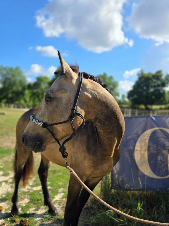 Etalon Connemara 4 ans Buckskin pour reproduction