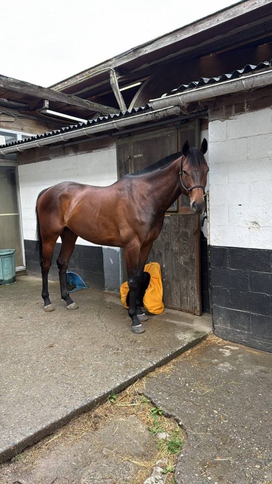 &Agrave; vendre cheval de 6 ans 