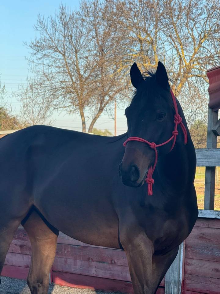 &Agrave; vendre cheval de 6 ans 