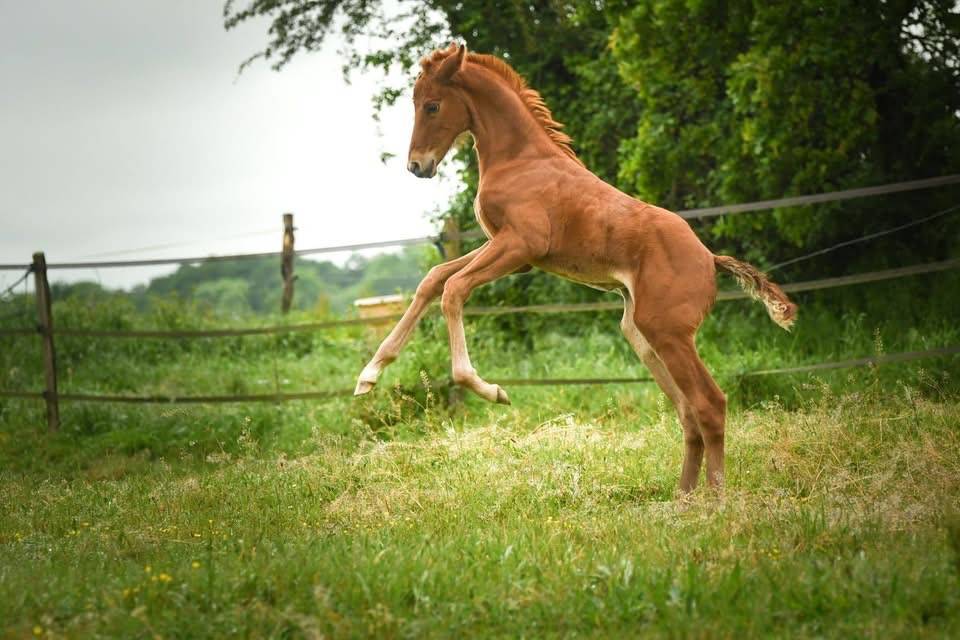 Foal femelle - Spingbank II Vh x Don Juan de hus 