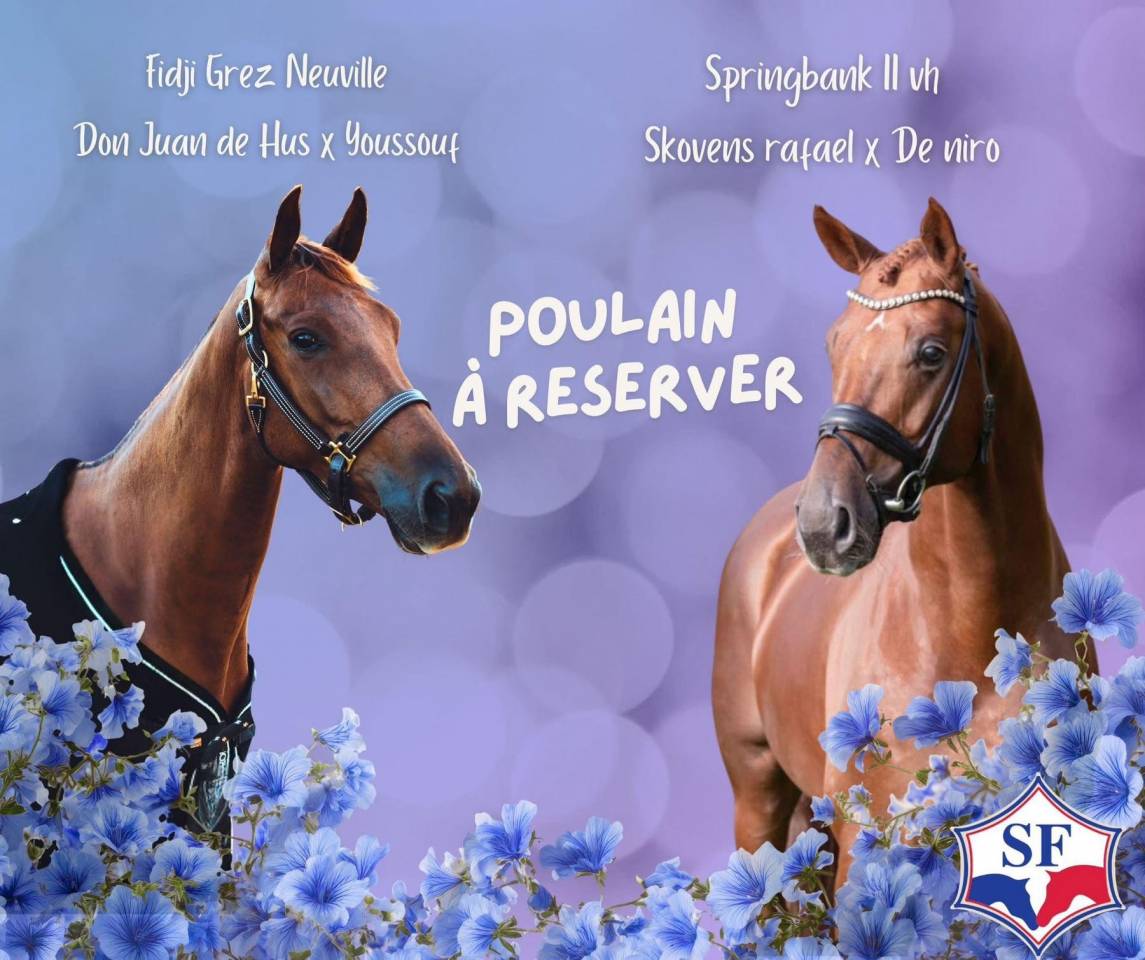 Foal femelle - Spingbank II Vh x Don Juan de hus 