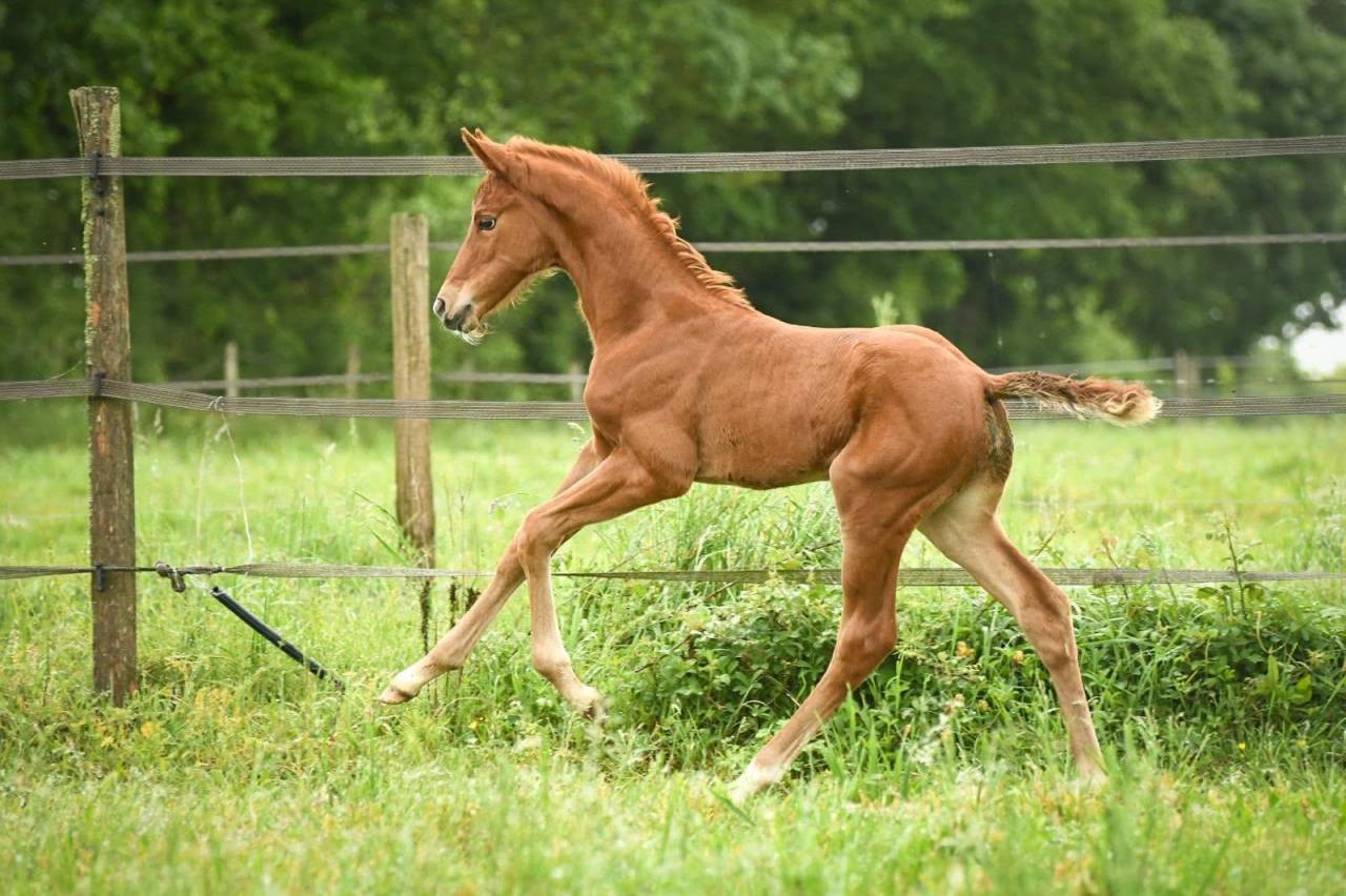 Foal femelle - Spingbank II Vh x Don Juan de hus 