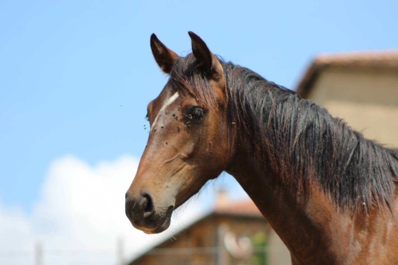 Poulain Pure Race Espagnol PP