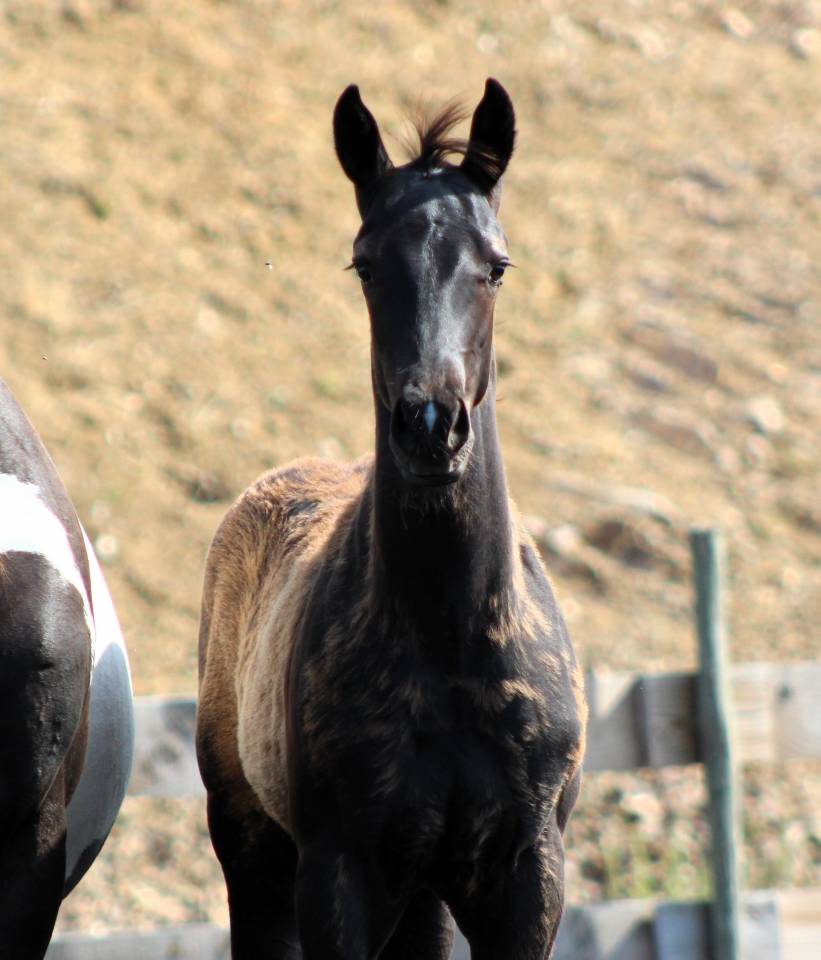 Poulain paint horse PP