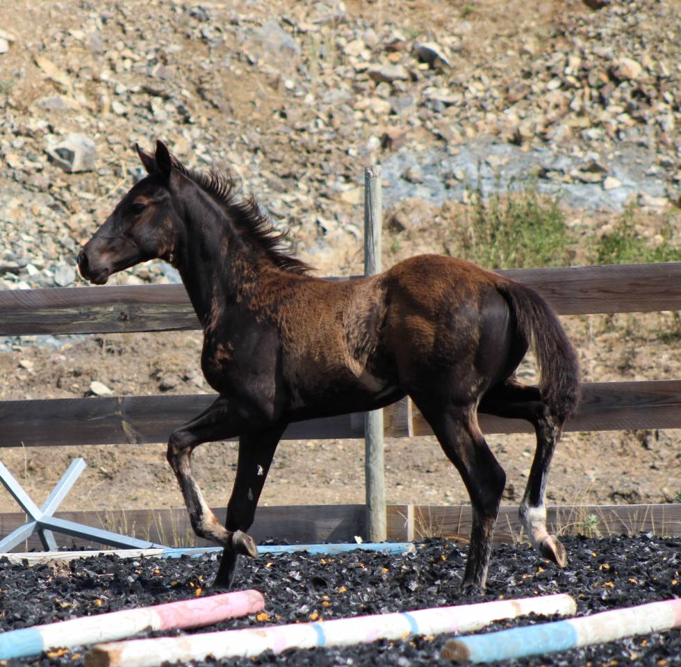 Poulain paint horse PP