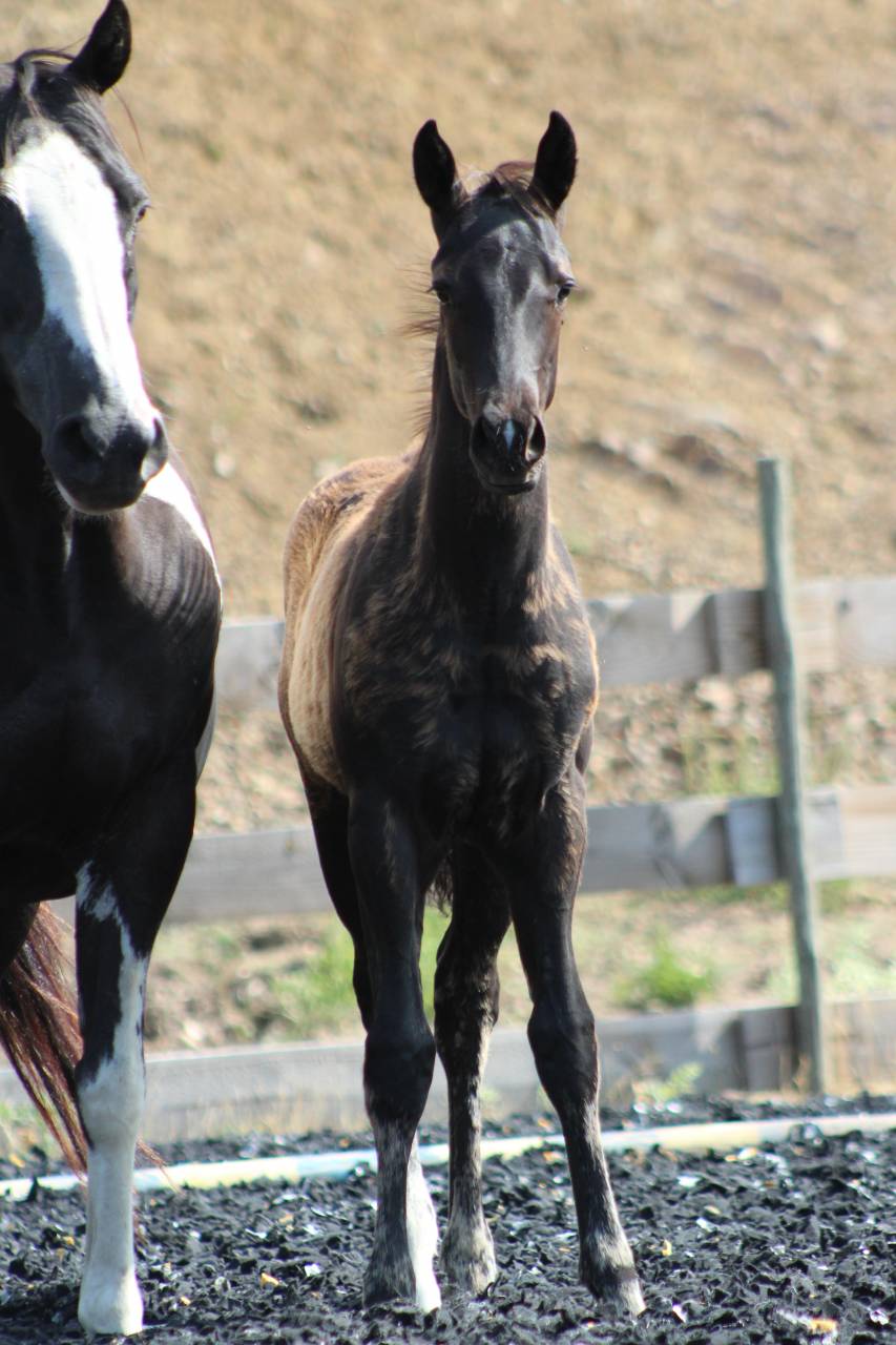 Poulain paint horse PP