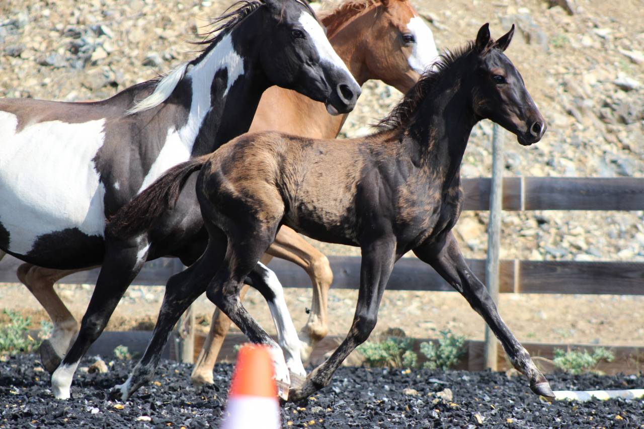 Poulain paint horse PP