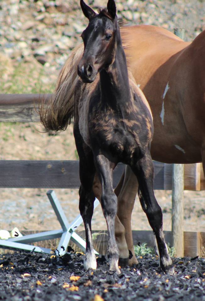 Poulain paint horse PP