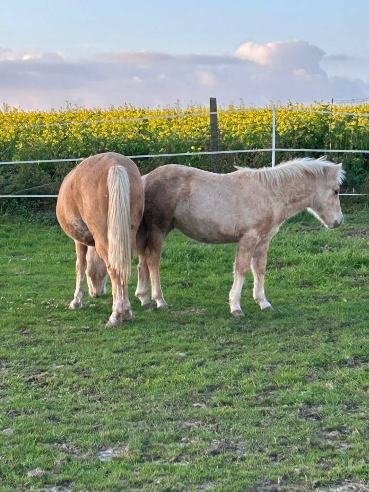 &Agrave; vendre poulain d&rsquo;un an 