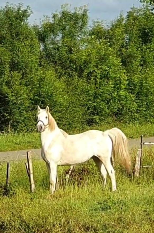 HONGRE CAMARGUE
