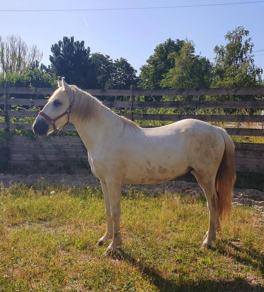 HONGRE CAMARGUE