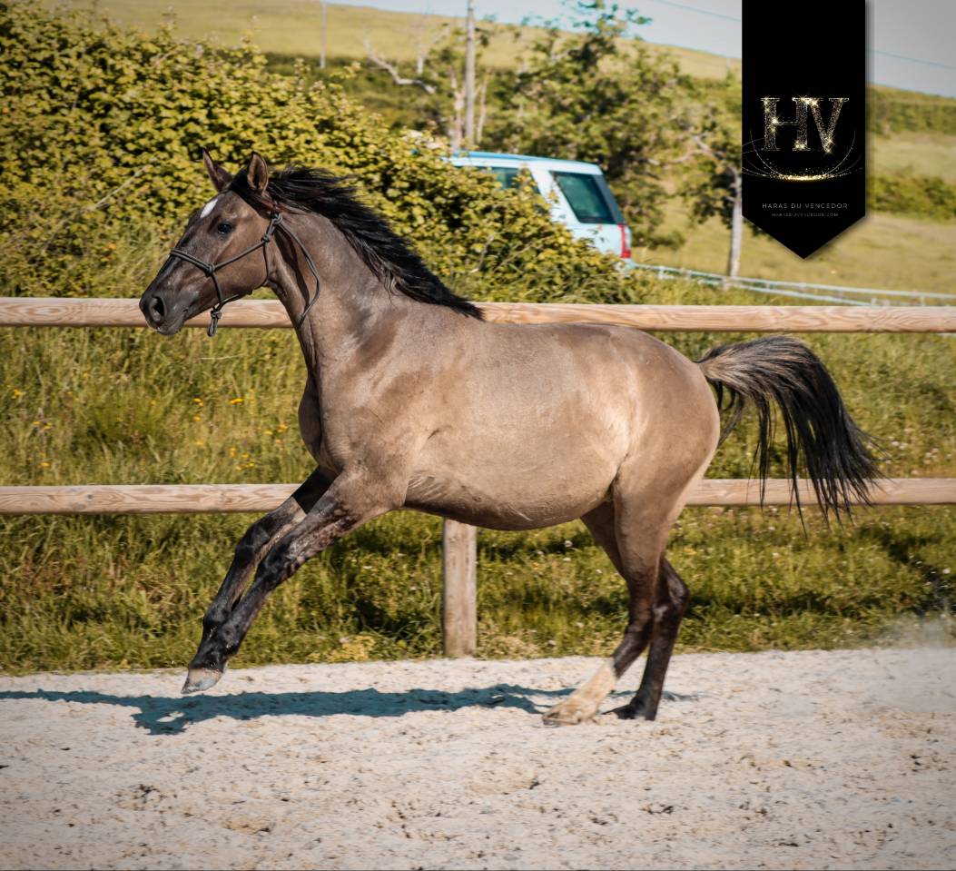 Pouliche kwpn Grullo ou smoky 