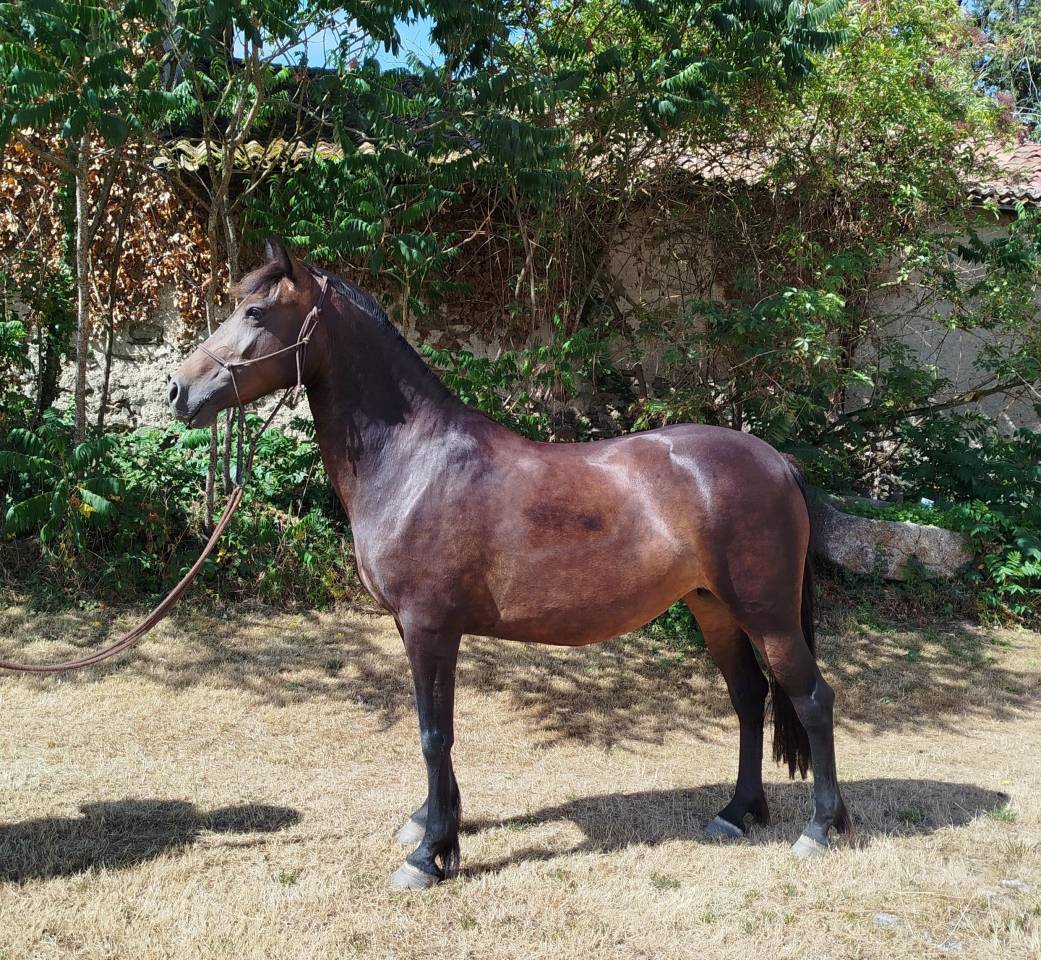 ponette 143 cms - 7 ans