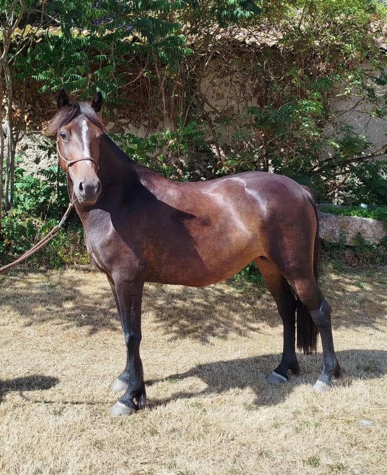 ponette 143 cms - 7 ans