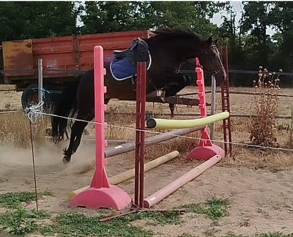 ponette 143 cms - 7 ans