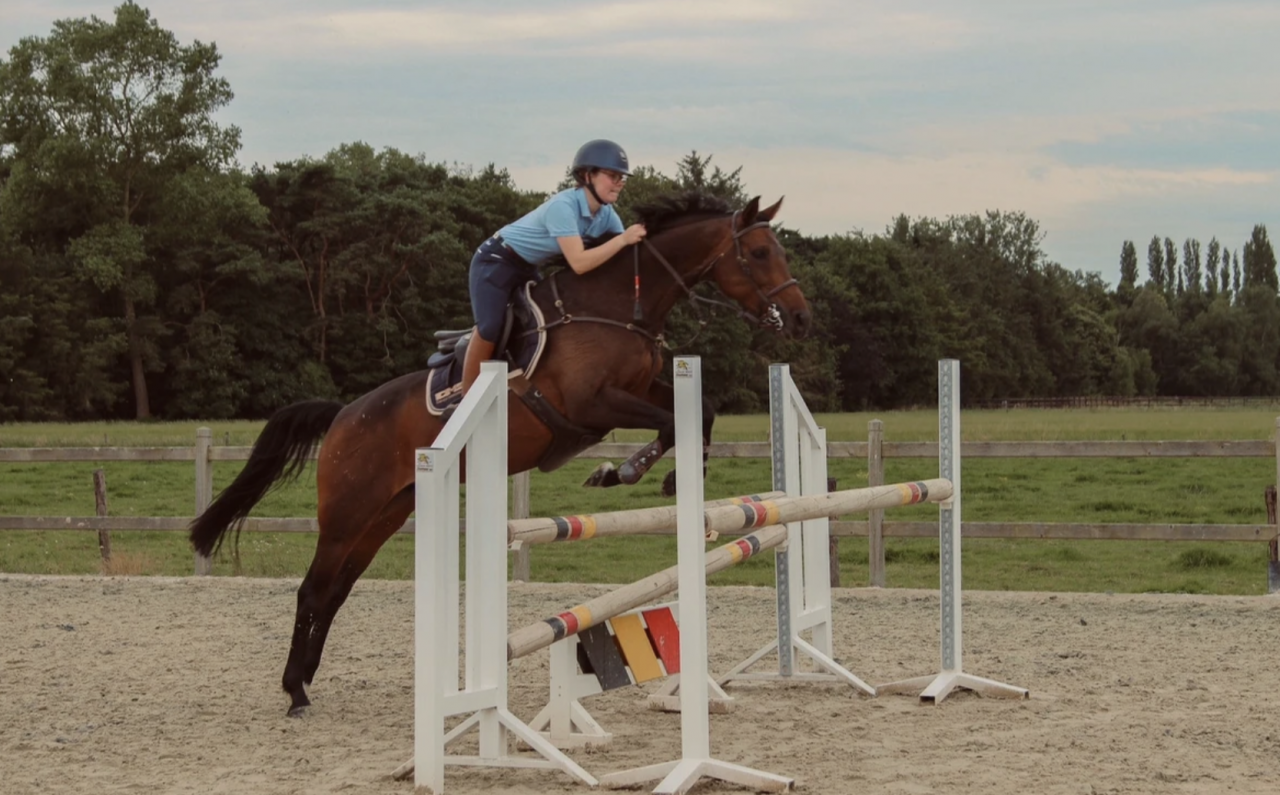 Belle jument de saut d'obstacles ou jument de loisirs