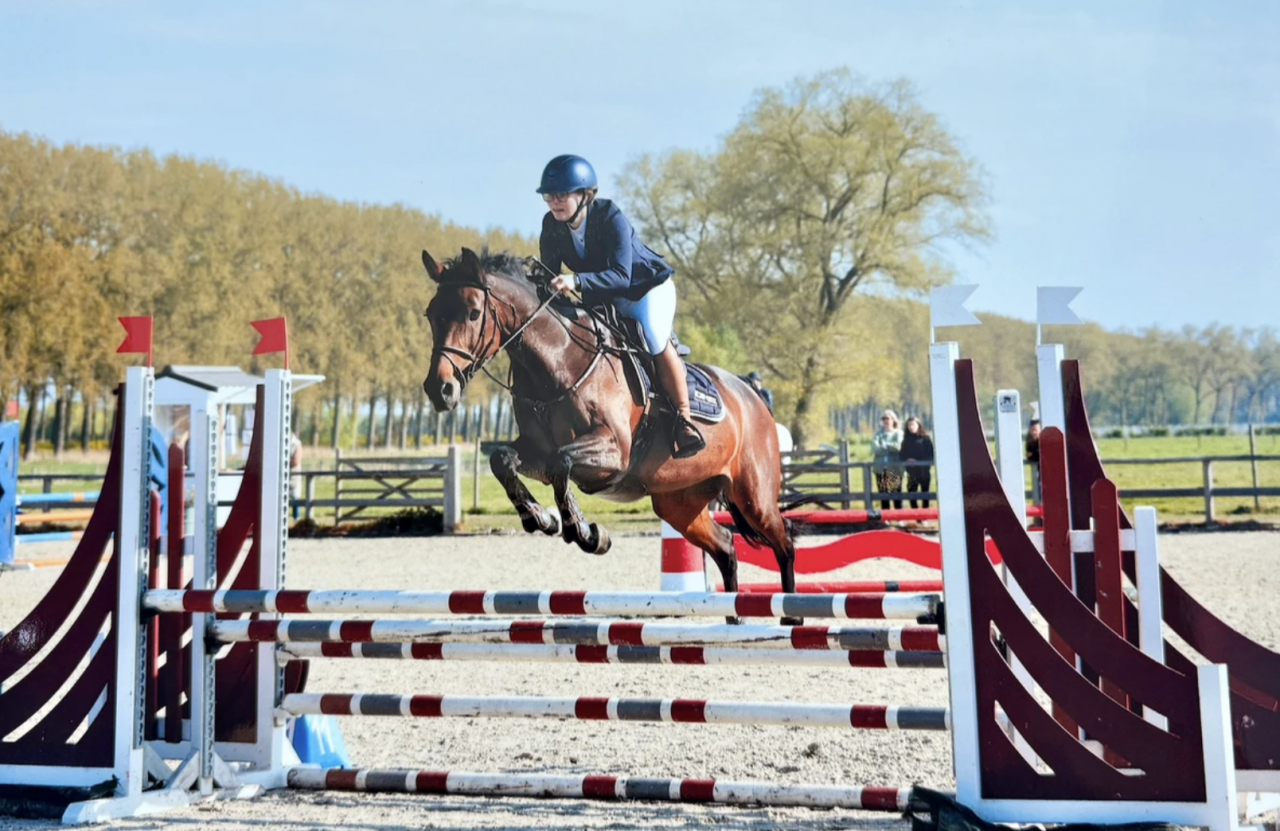 Belle jument de saut d'obstacles ou jument de loisirs