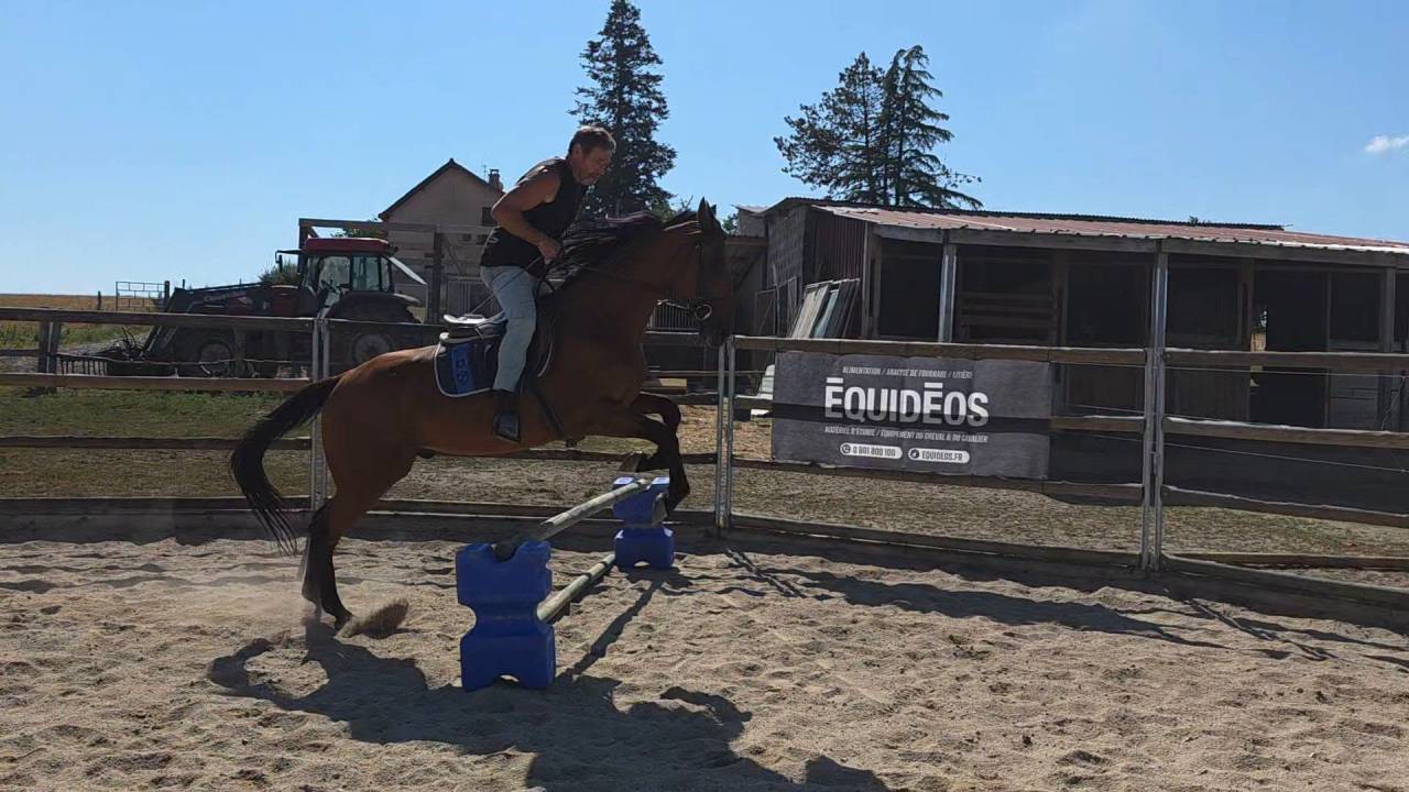 cheval polyvalent amateur