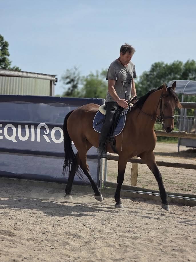 cheval polyvalent amateur