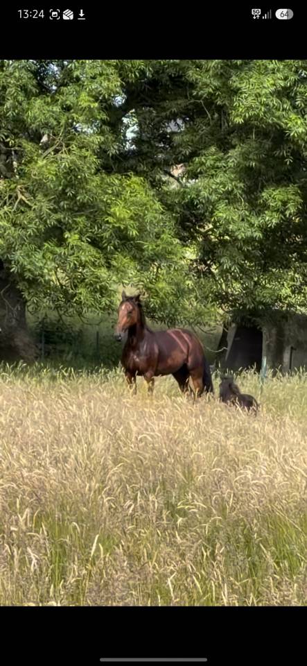 Cheval passion petit budget