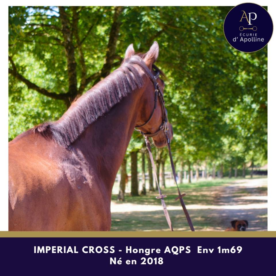 Magnifique cheval env 1m69 pour bonne maison