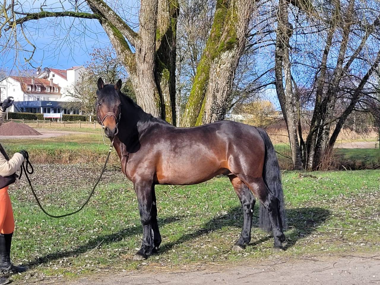 Etalon Connemara, top origines, top concours et &eacute;levage