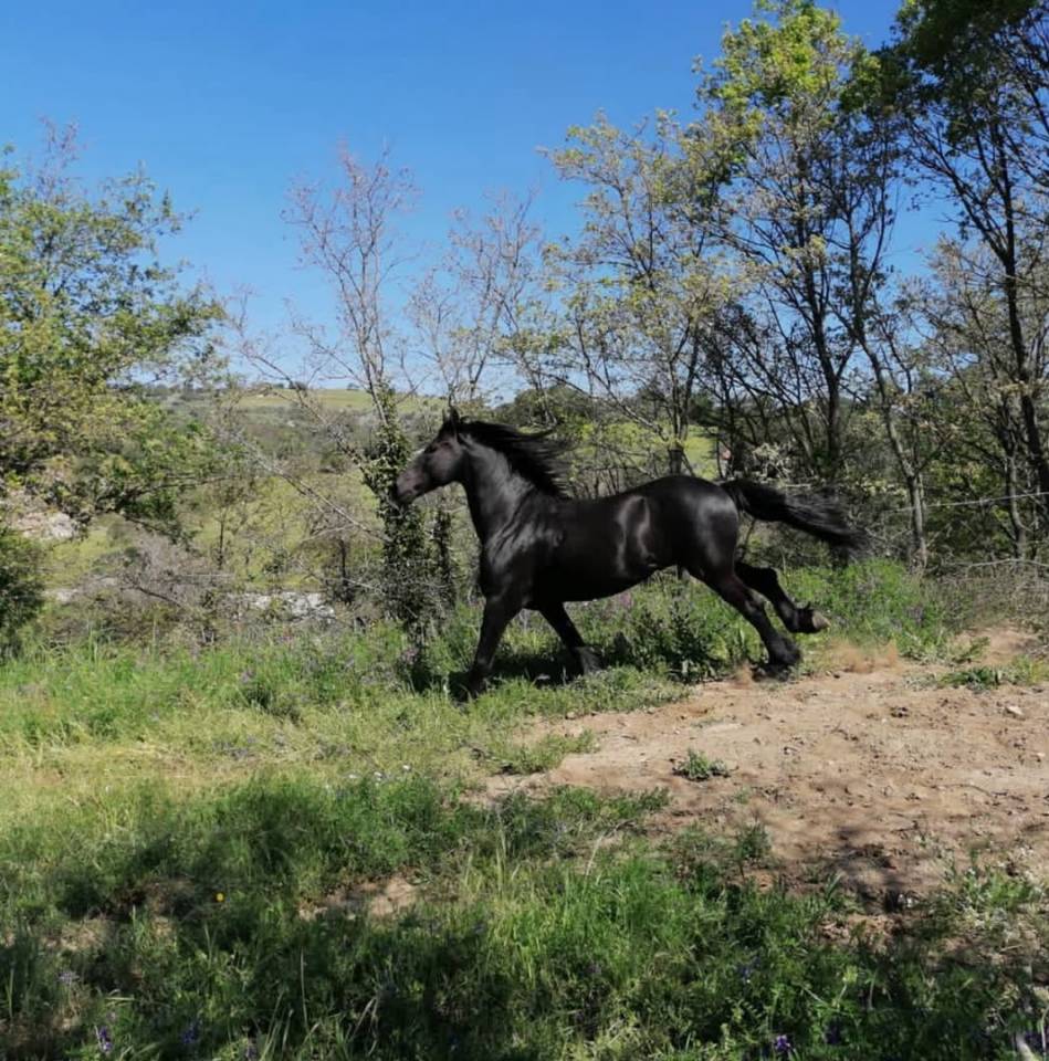 &Agrave; vendre &ndash; Magnifique &eacute;talon Frison de 17 ans