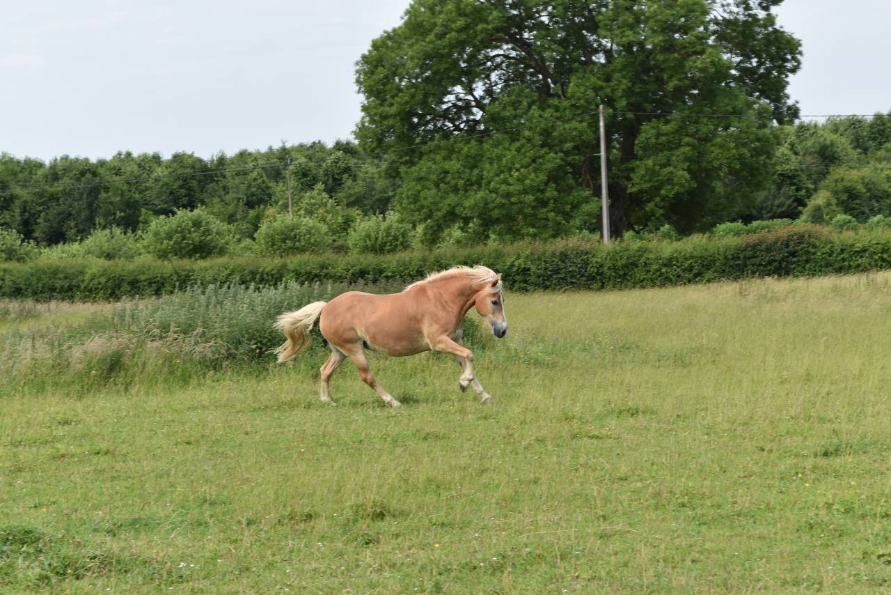 jument HAFLINGER PP Confirm&eacute;e