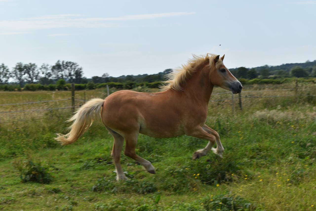 jument HAFLINGER PP Confirm&eacute;e