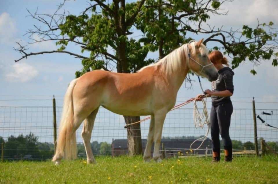 jument HAFLINGER PP Confirm&eacute;e