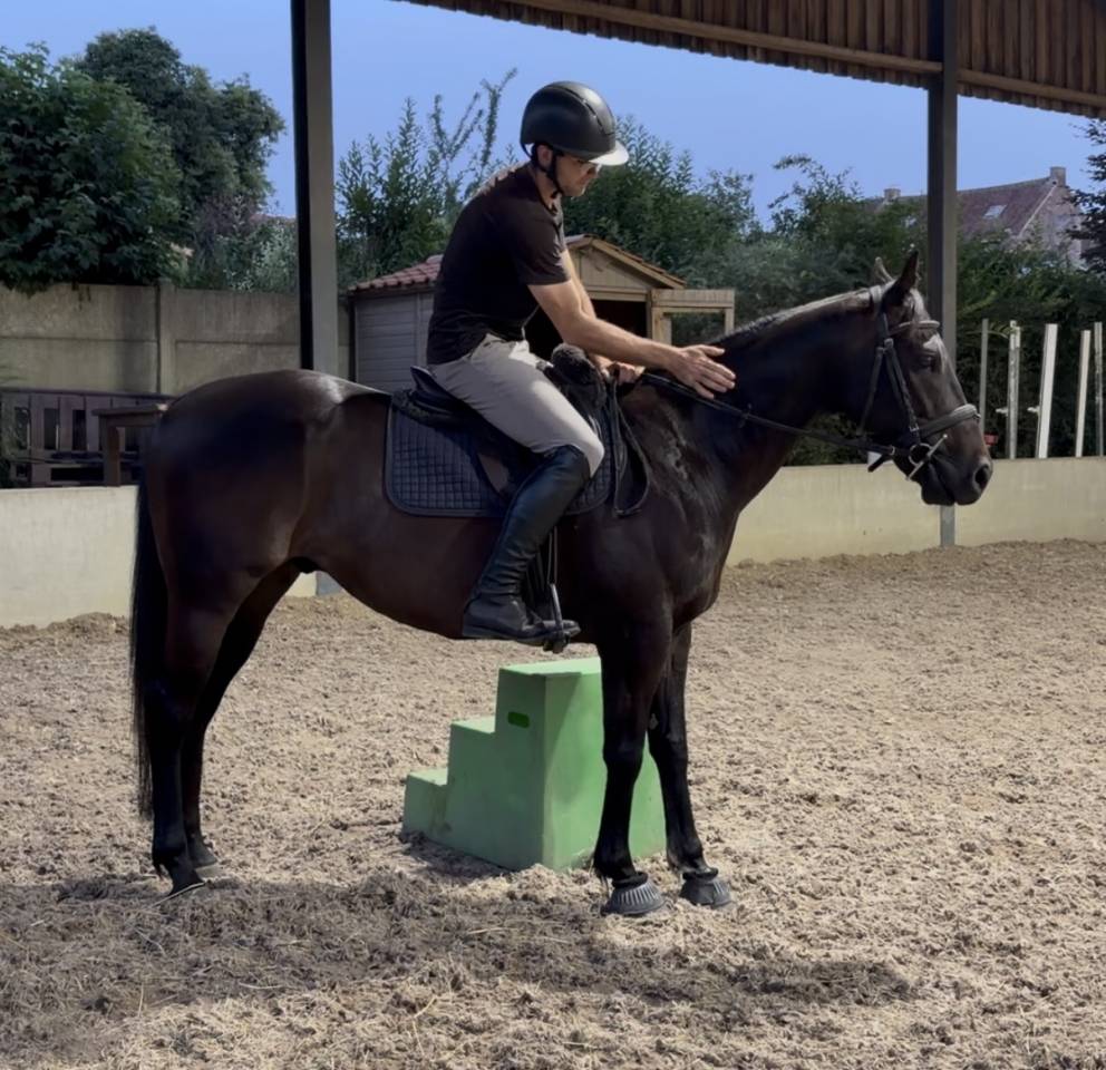 Hongre pur-sang 5ans