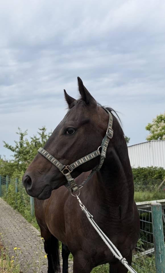 Hongre pur-sang 5ans