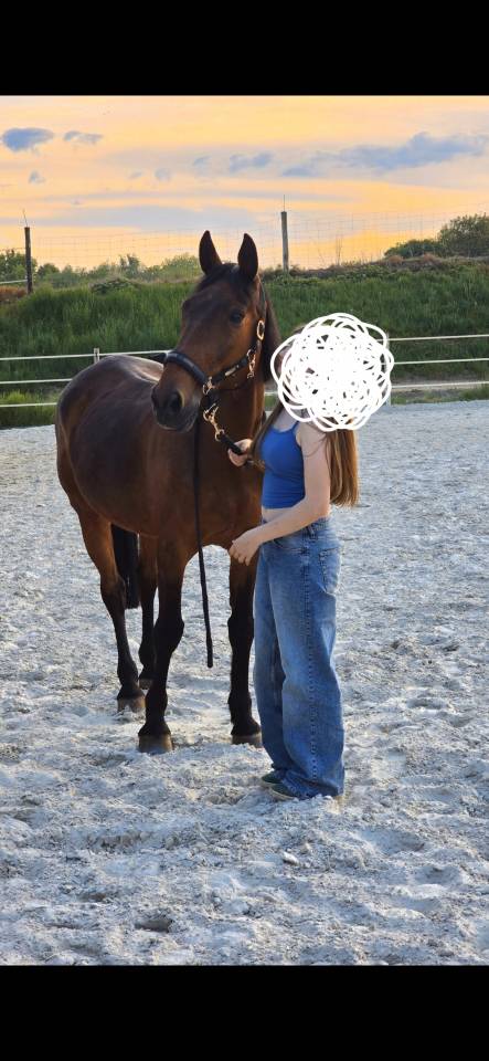 Trotteur fran&ccedil;ais 