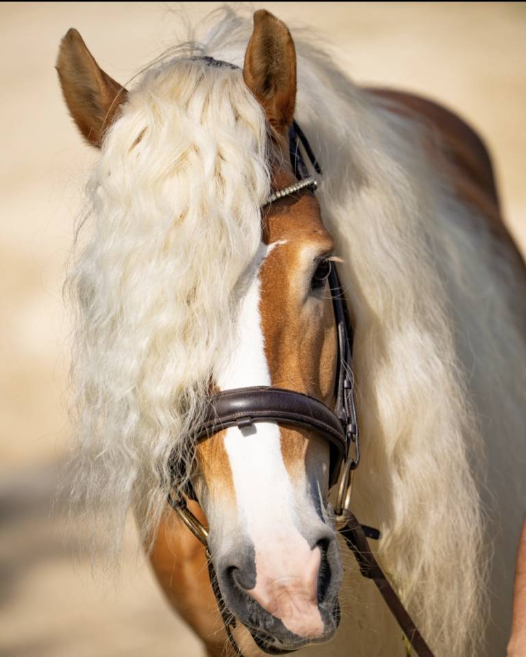 Santa Cruz &ndash; &Eacute;talon Haflinger approuv&eacute; France & Allemag