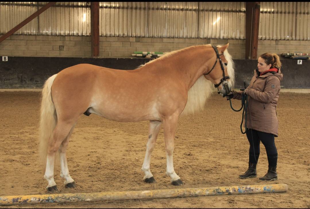 Santa Cruz &ndash; &Eacute;talon Haflinger approuv&eacute; France & Allemag