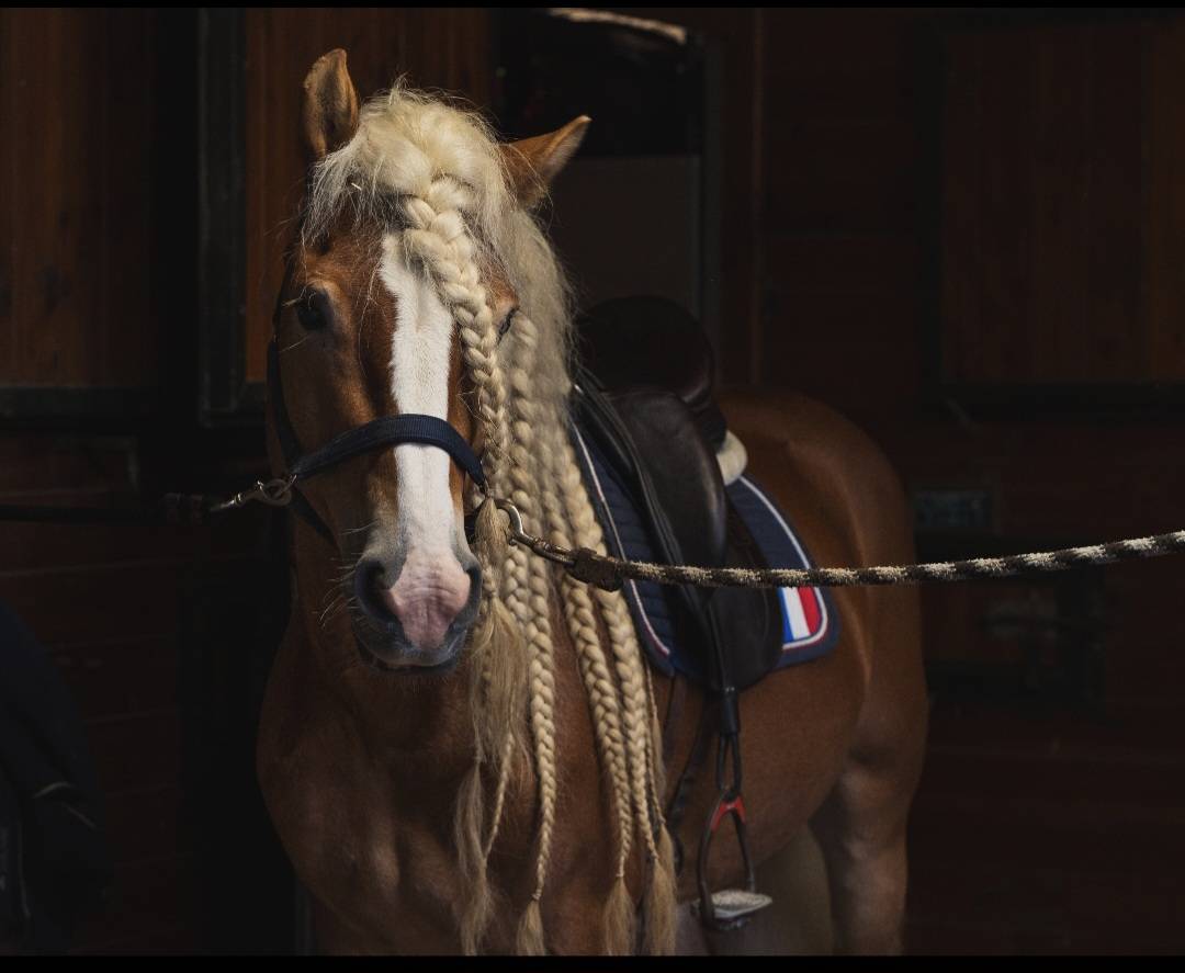 Santa Cruz &ndash; &Eacute;talon Haflinger approuv&eacute; France & Allemag